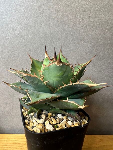 宝珠 子株 アガベ チタノタ オテロイ agave titanota oteroi ホウジュ