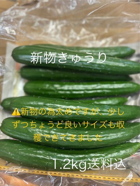 無言 評価しない方 お断り! 新物 群馬県産 朝採り ハウス栽培 きゅうり1.2キロ送料込 即購入可 日付指定不可