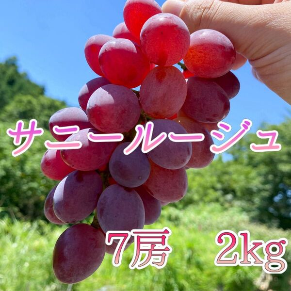 山梨県産 訳あり 家庭用 ぶどう サニールージュ 7房 箱込み2kg以上 ②