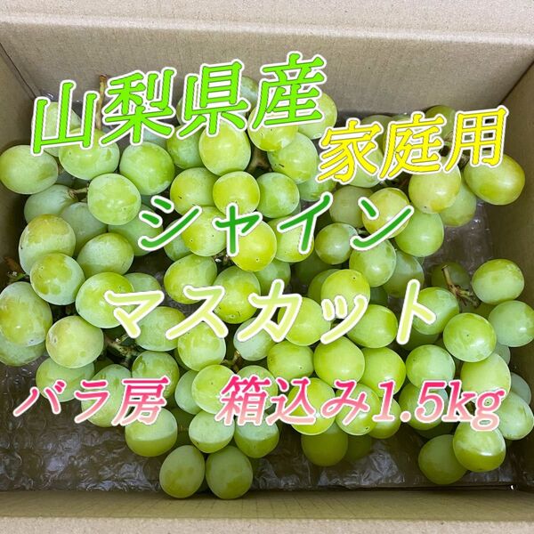 山梨県産 訳あり 家庭用 シャインマスカット バラ房 箱込み1.5kg ③