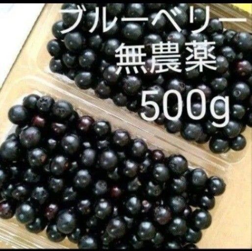 自然栽培 生ブルーベリー 500g+おまけ 宅急便コンパクト 農薬なし 朝採り 熊本産
