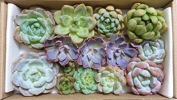 25080202YP 多肉植物 エケベリア 11種14点 寄せ植えセット カット苗 詰め合わせ