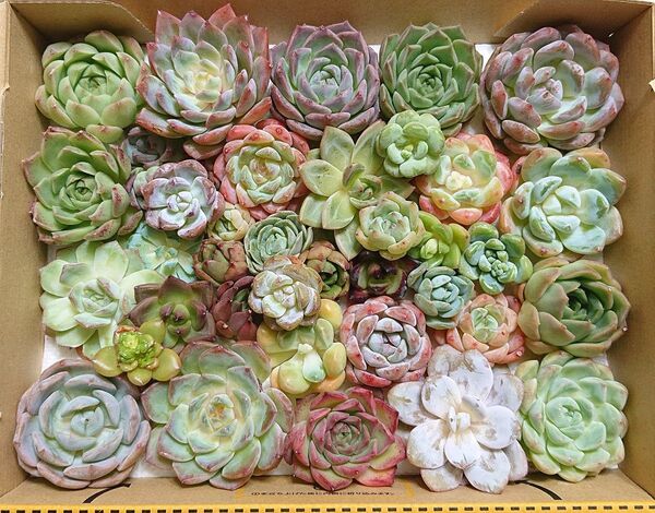 25080406 多肉植物 エケベリア 40個 寄せ植えセット カット苗 詰め合わせ