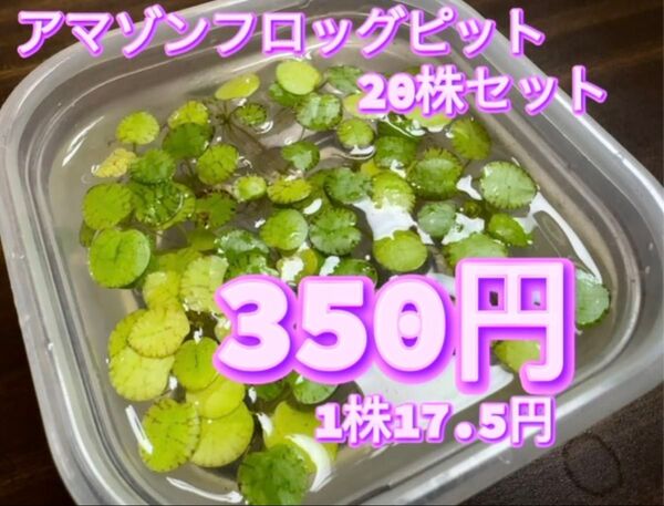アマゾンフロッグピット 20株セット