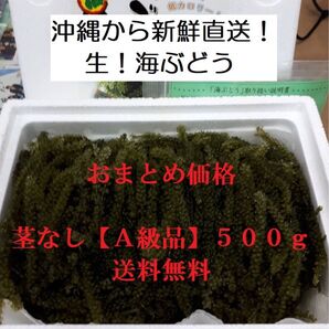 茎なしA級品 生!海ぶどう500g(シークヮーサー果汁入りタレ付き)沖縄の生産者から新鮮直送!おまとめしたお買得商品です!