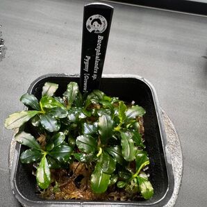 【GROWOW】ブセファランドラ sp.ピグミー(水上葉群生株) Bucephalndra sp.Pygmy