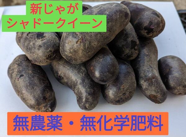 新じゃが シャド−クイン(紫芋) 1.2キロ 無農薬 農家直送 鹿児島産