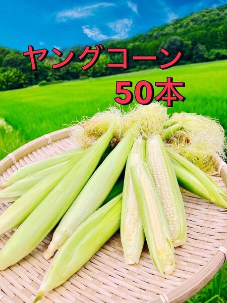 ヤングコーン50本 無農薬無化学肥料栽培