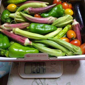 野菜バラエティセット ゆうパケットプラスいっぱい!