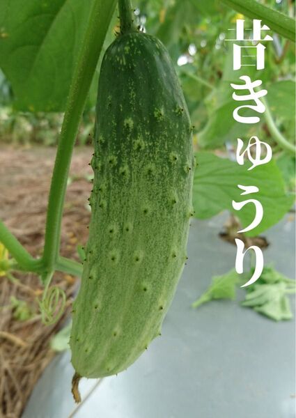 昔きゅうり 半白きゅうり