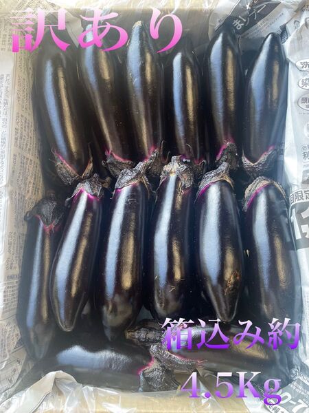 朝採り 新鮮 訳あり 茄子