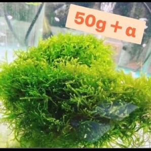 無農薬 国内産ウィローモス50g+α