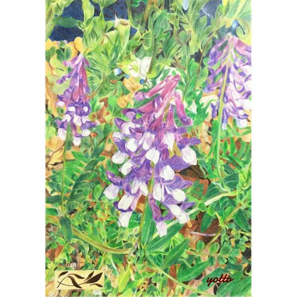 色鉛筆画「 ナヨクサフジ 」A4・額付き◇◆手描き◇原画◆yotto◇ ■50%OFF