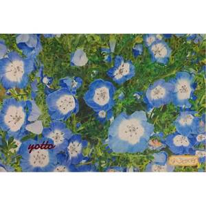 Art hand Auction Colored pencil drawing Nemophila ~Pretty~ A2, framed ◇◆Hand-drawn◇Original◆yotto ◇, Artwork, Painting, Pencil drawing, Charcoal drawing