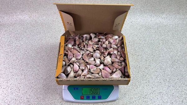 ◆1500g 超特価・数量限定 ◆訳有り・バラにんにく!◆香川県産・令和7年物◆フルーツ・ニンニク◆サイズ ばら