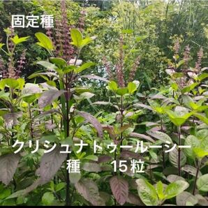 クリシュナトゥルーシー 種 15粒 有機種子 固定種 目箒 メディカルハーブ ハーブティー ホーリーバジル