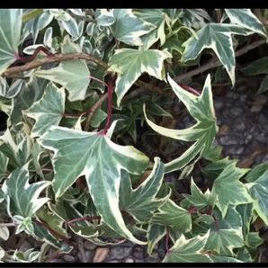 ヘデラ・へリックス‘エヴァ’ Eva 切苗10本