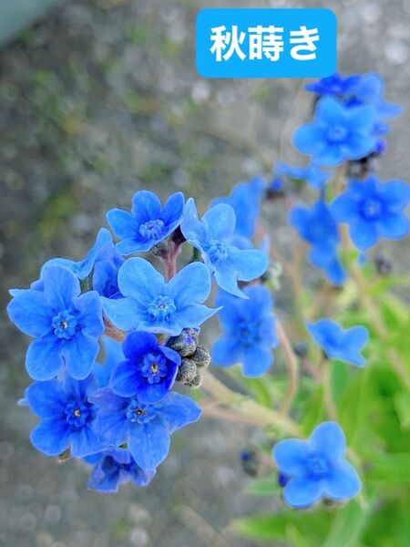 秋蒔き特別セール期間中! 種100粒 シノグロッサム マリンブルー