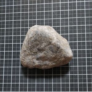 三重県いなべ市産 方解石化ウミユリ フズリナ その他の化石群