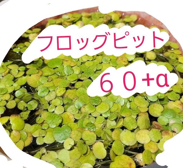 アマゾン ドワーフ フロッグピット 60+α 水草 浮草 メダカなどに