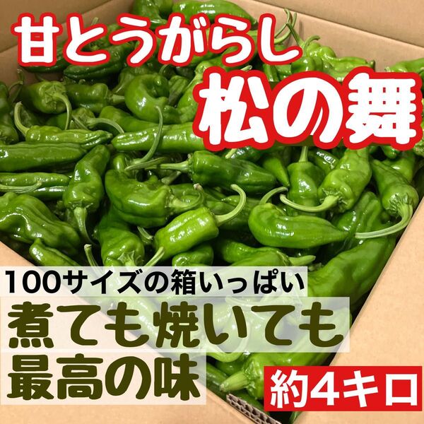 【ブランド青唐辛子】 松の舞 辛くない 甘長唐辛子 信州産 ピーマン風