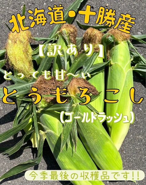 【大特価!!】北海道 十勝産 とうもろこし 規格外品