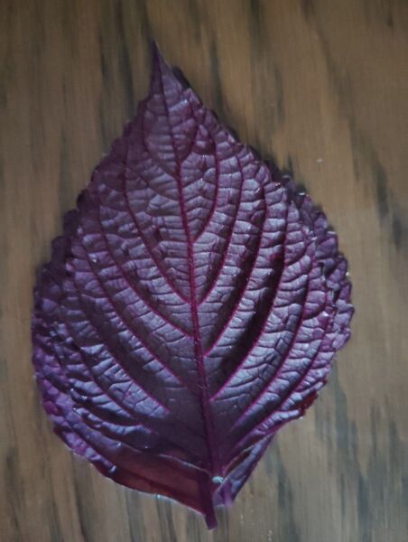 赤紫蘇 農薬不使用 自然農法 150枚