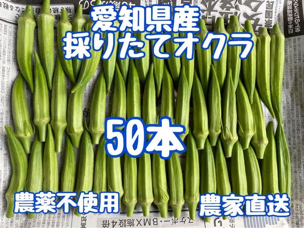 採りたてオクラ50本(ネコポス一杯)
