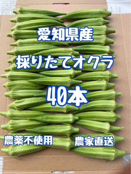 採りたてオクラ40本