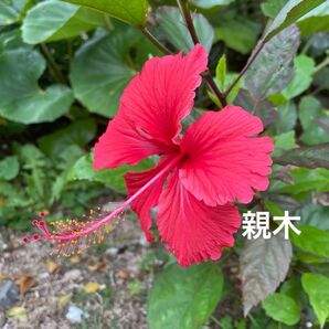 ハイビスカス ブッソウゲ アカバナー カラーリーフⅡ【ポット発送】バタフライレッド