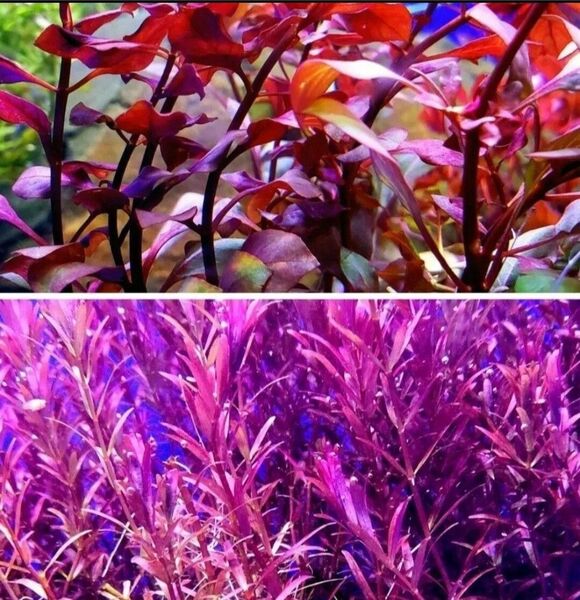 ルドウィジアスーパーレッド15本 ロタラインディカ15本 水草セット アクアリウム 水草水槽