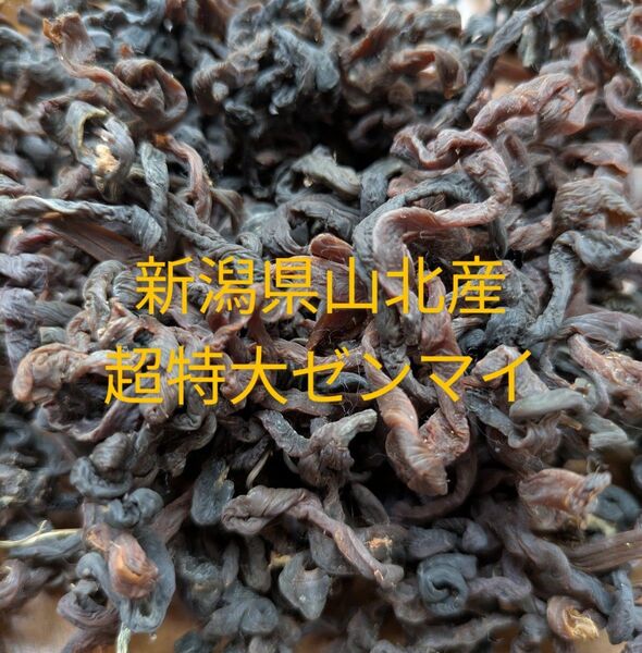 新潟県山北産 超特大乾燥ゼンマイ100g