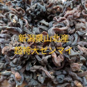 新潟県山北産 超特大乾燥ゼンマイ100g