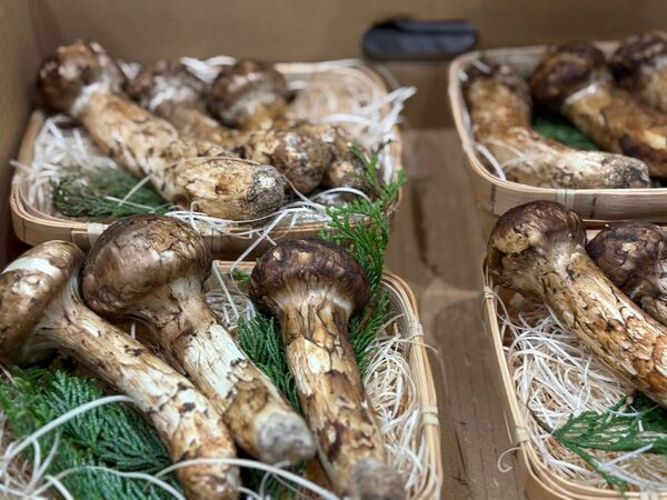 【特価】天然松茸約300gブータン産