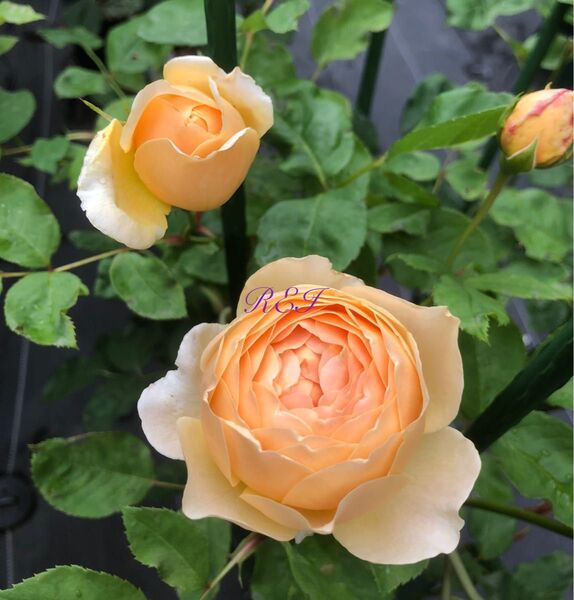 バラ苗 薔薇 挿し木苗 ER廃盤品種