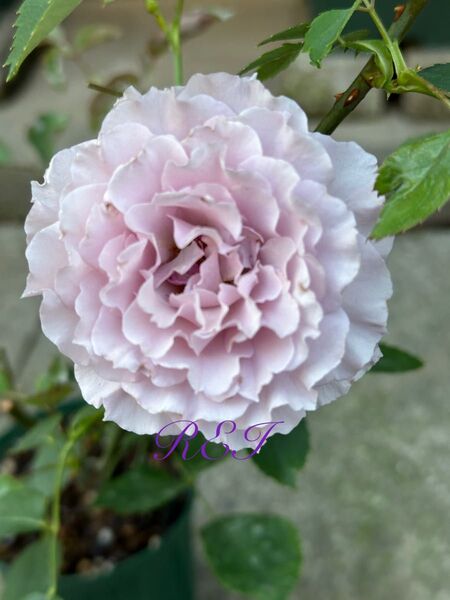バラ苗 薔薇 挿し木苗
