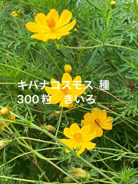 キバナコスモス 種 300粒 きいろ