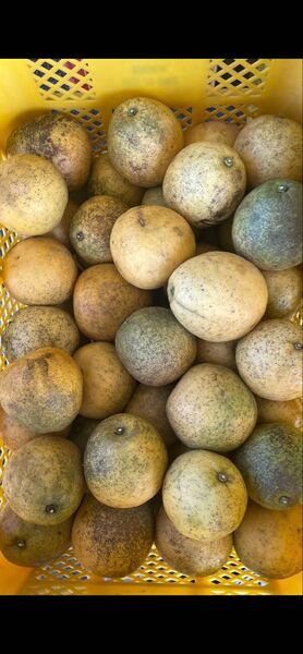 ⑩ 晩柑 天草産 ジュース加工用 規格外 不揃い キズあり ご家庭用 箱込みで10kg 箱は簡易箱で発送 近々終了