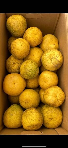 ⑩ 晩柑 天草産 ジュース加工用 規格外 不揃い キズあり ご家庭用 箱込みで10kg 箱は簡易箱で発送 近々終了
