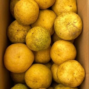 ⑩ 晩柑 天草産 ジュース加工用 規格外 不揃い キズあり ご家庭用 箱込みで10kg 箱は簡易箱で発送 近々終了