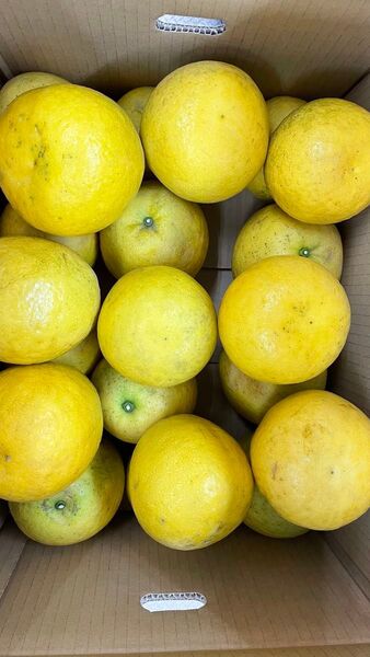 ⑦ 晩柑 天草産 激ジューシー わりと綺麗 わりと大玉 箱込みで7kg以上 箱は簡易箱で発送 送料込み