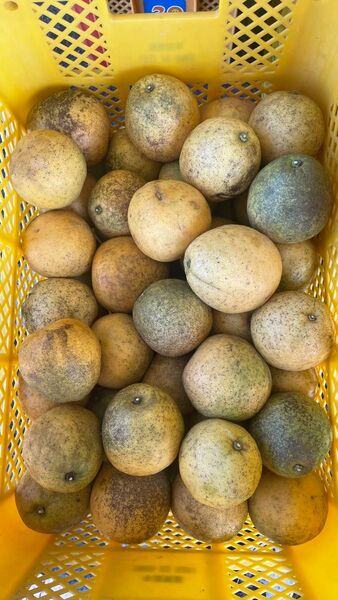 ⑩ 晩柑 天草産 ジュース加工用 規格外 不揃い キズあり ご家庭用 箱込みで10kg 箱は簡易箱で発送 近々終了