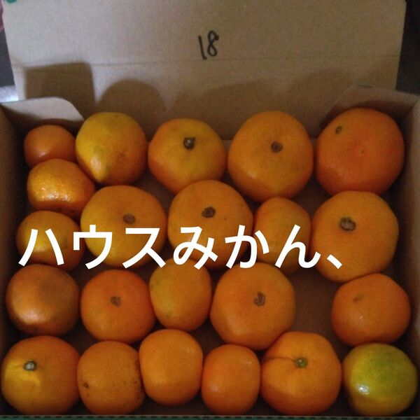 18.訳あり ハウスみかん 箱込み1.2㎏