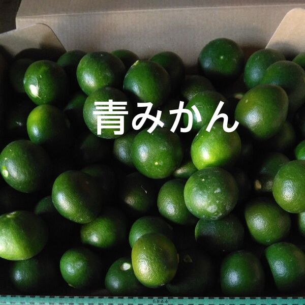 青みかん 摘果みかん 箱込み1.2㎏