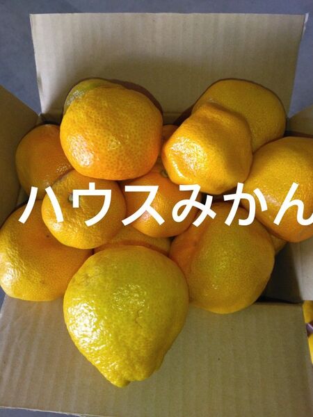 22.訳あり ハウスみかん 箱込み5.5㎏