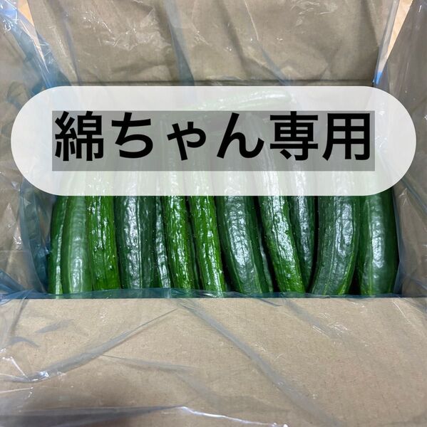 新鮮 きゅうり 訳あり 10キロ