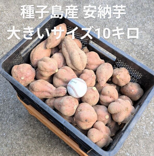 種子島産 安納芋大きいサイズ10キロ