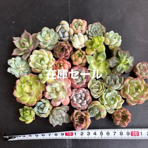 多肉植物カット苗 大小ミックス30個セットB