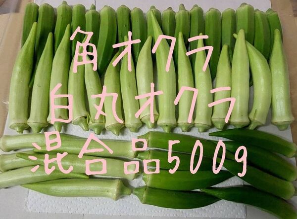 角オクラお白丸オクラ混合500g
