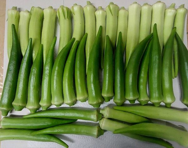 白丸オクラと緑丸オクラミックス500g